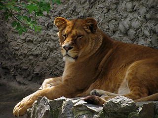 Image showing lioness