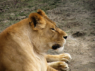 Image showing lioness