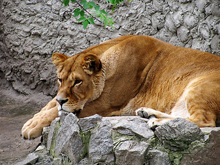 Image showing lioness