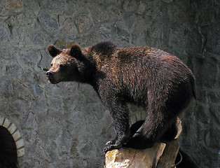 Image showing brown bear in zoo