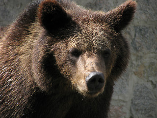 Image showing brown bear