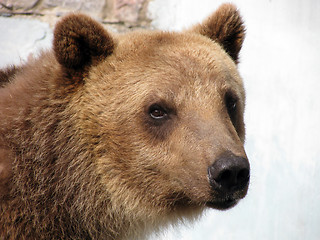 Image showing portrait of bear