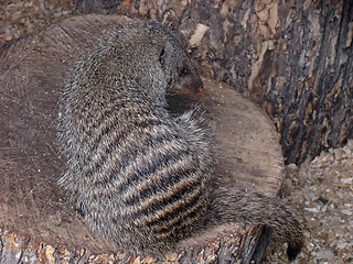 Image showing mongoose