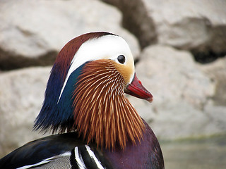 Image showing mandarin duck