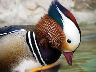 Image showing mandarin duck