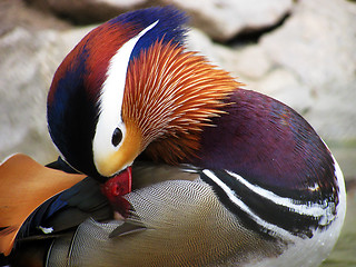 Image showing mandarin duck