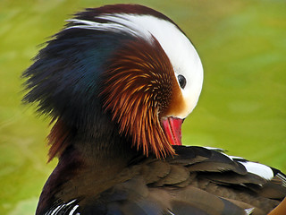 Image showing mandarin duck 