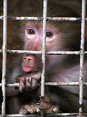 Image showing young monkey 