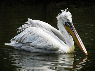 Image showing curly pelican