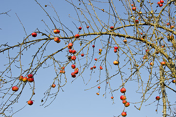 Image showing Apple tree branch without leaves but with fruits.