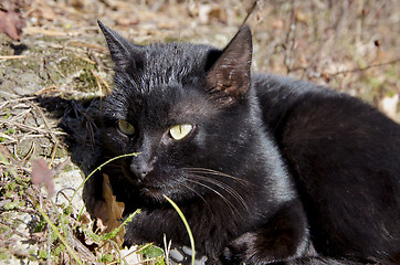 Image showing Black cat with yellowish eyes lying on ground.