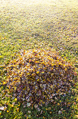 Image showing Pile of rape up fallen leaves in autumn.