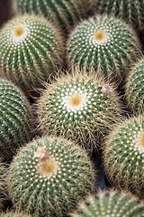 Image showing Cactus