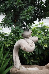 Image showing Bonsai tree