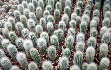 Image showing Cactus