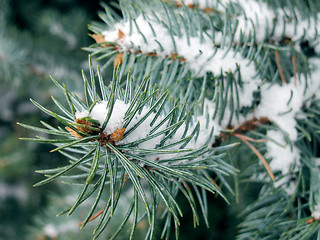 Image showing branch of pine under snow 