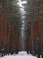 Image showing coniferous forest