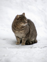 Image showing cat on a snow 