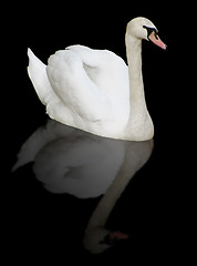 Image showing  white swan