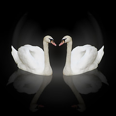 Image showing two white swans 