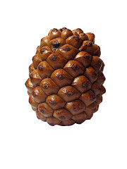 Image showing cedar cone