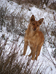 Image showing wild dog