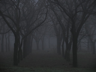 Image showing mystical foggy park