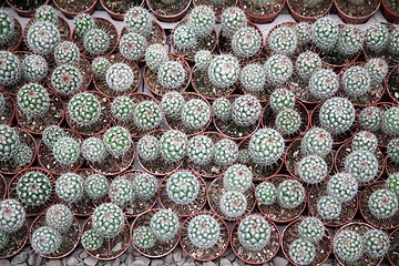 Image showing Cactus