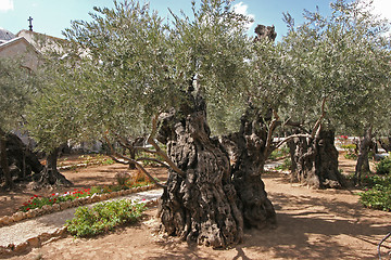 Image showing Jerusalem-Garden of Gethsemane