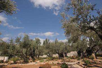 Image showing Jerusalem-Garden of Gethsemane