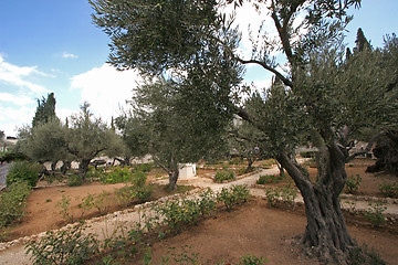 Image showing Jerusalem-Garden of Gethsemane