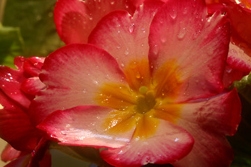 Image showing Primrose