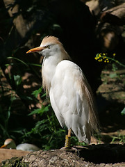 Image showing Gray Heron