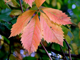 Image showing Autumn leaves