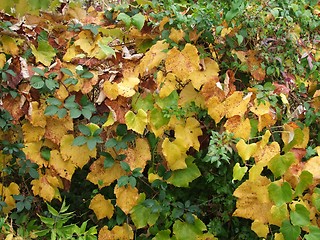 Image showing Autumn leaves