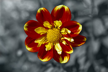 Image showing Dahlia