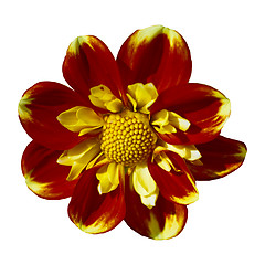 Image showing Dahlia