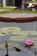 Image showing tray lily pads