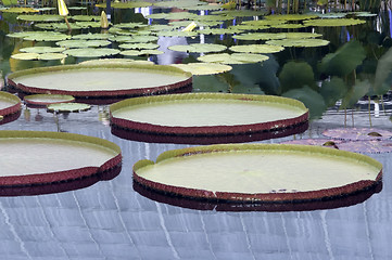 Image showing lily pads