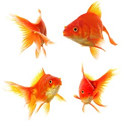 Image showing goldfish