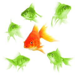 Image showing goldfish