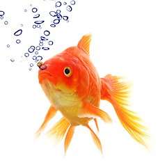 Image showing goldfish and bubbles