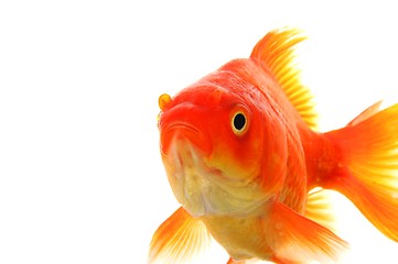 Image showing goldfish