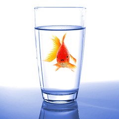 Image showing goldfish in glass water