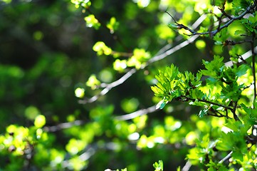 Image showing green leaves