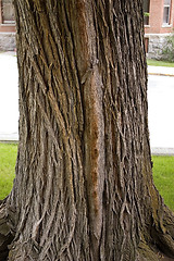 Image showing Close up on a Tree Trunk