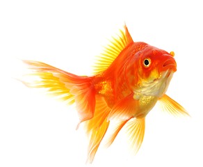 Image showing goldfish