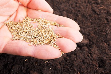 Image showing hand sowing seed