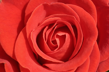 Image showing Red rose