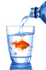 Image showing goldfish in glass water